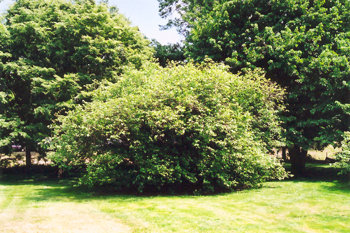 American Hazelnut (Corylus americana) at Arrowhead Nurseries Ltd.