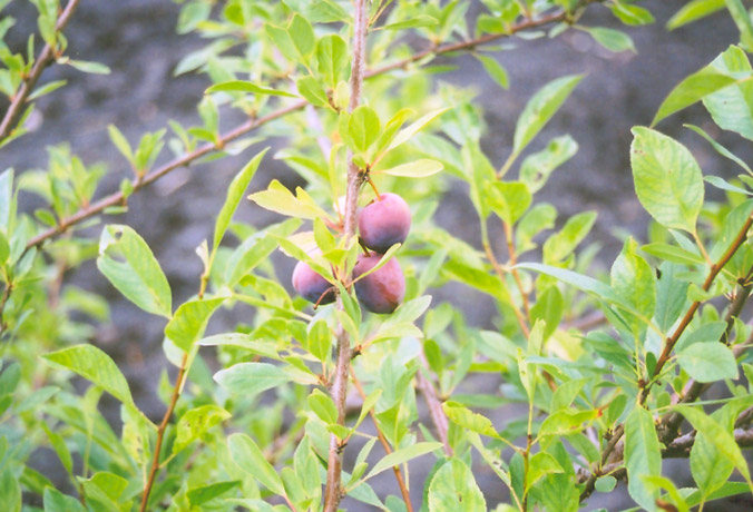 Sapalta Cherry-Plum (Prunus 'Sapalta') at Arrowhead Nurseries Ltd.