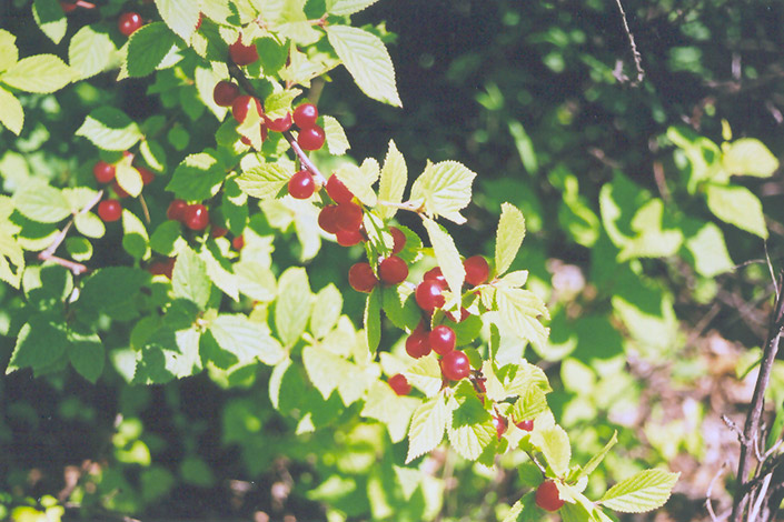 Nanking Cherry (Prunus tomentosa) at Arrowhead Nurseries Ltd.