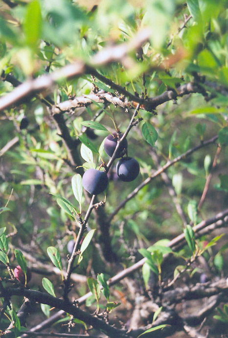 Opata Cherry-Plum (Prunus 'Opata') at Arrowhead Nurseries Ltd.