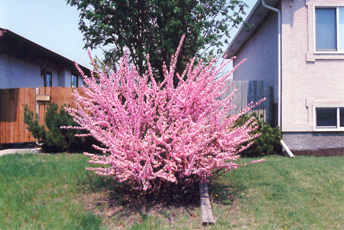 Double Flowering Plum (Prunus triloba 'Multiplex') at Arrowhead Nurseries Ltd.
