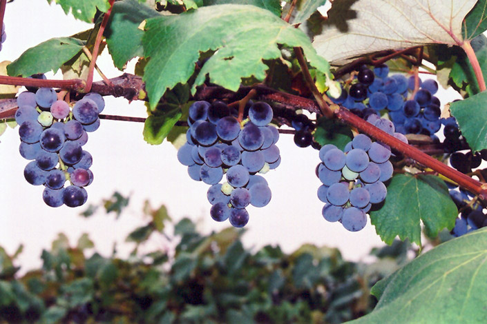 Concord Grape (Vitis 'Concord') at Arrowhead Nurseries Ltd.