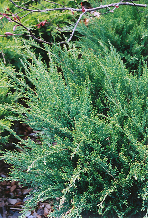 Sea Green Juniper (Juniperus chinensis 'Sea Green') at Arrowhead Nurseries Ltd.