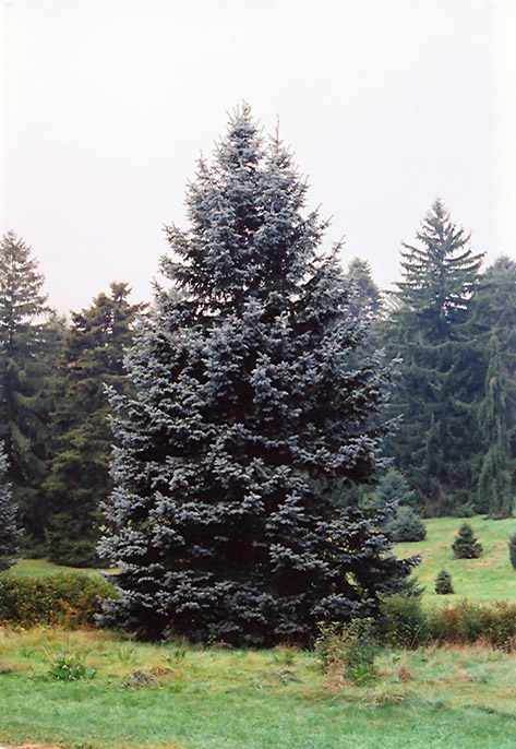 Hoopsii Blue Spruce (Picea pungens 'Hoopsii') at Arrowhead Nurseries Ltd.