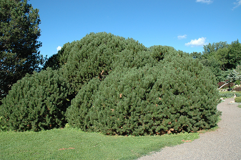 Compact Mugo Pine (Pinus mugo 'var. mughus') at Arrowhead Nurseries Ltd.