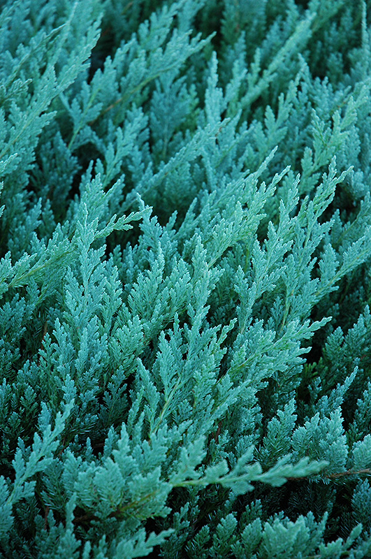 Blue Chip Juniper (Juniperus horizontalis 'Blue Chip') at Arrowhead Nurseries Ltd.