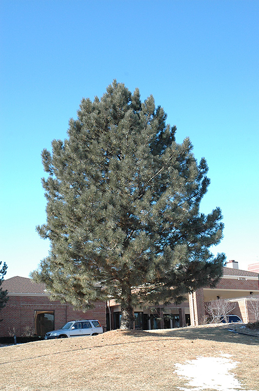 Red Pine (Pinus resinosa) at Arrowhead Nurseries Ltd.