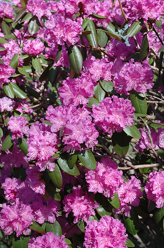 P.J.M. Rhododendron (Rhododendron 'P.J.M.') at Arrowhead Nurseries Ltd.