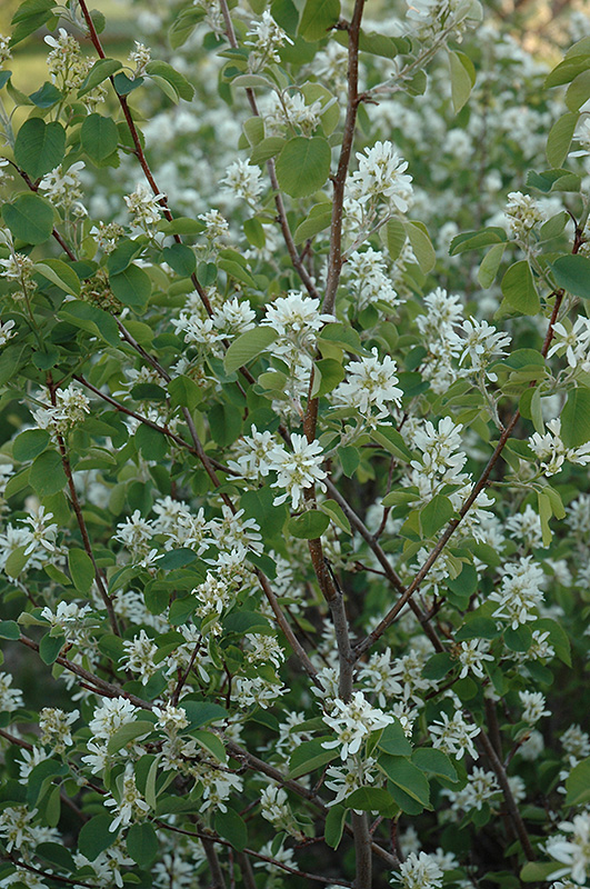 Pembina Saskatoon (Amelanchier alnifolia 'Pembina') at Arrowhead Nurseries Ltd.