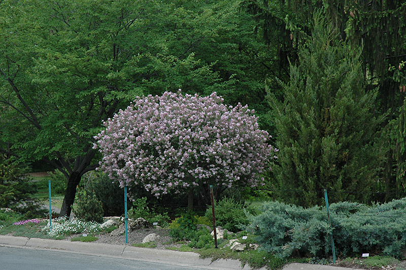 Dwarf Korean Lilac (tree form) (Syringa meyeri 'Palibin (tree form)') at Arrowhead Nurseries Ltd.