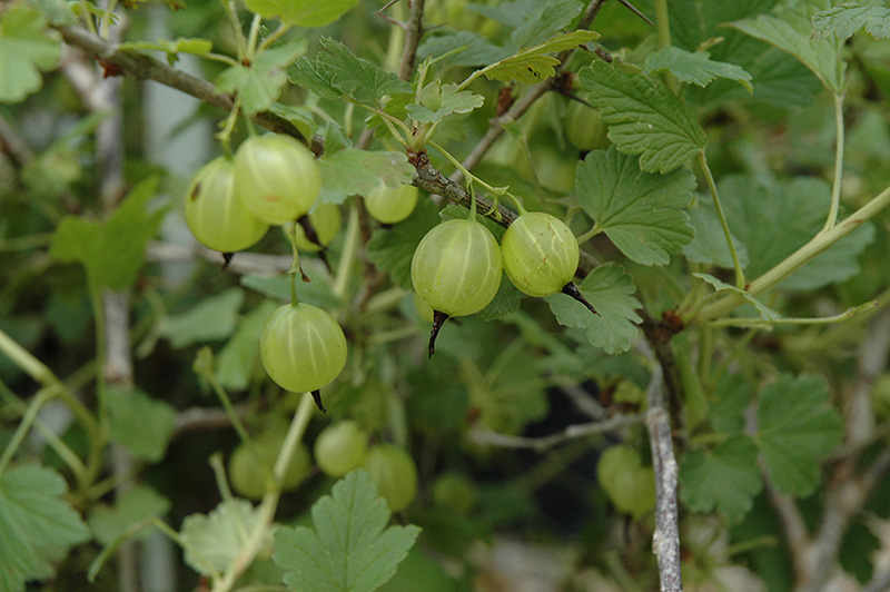 Hinnonmaki Yellow Gooseberry (Ribes uva-crispa 'Hinnonmaki Yellow') at Arrowhead Nurseries Ltd.