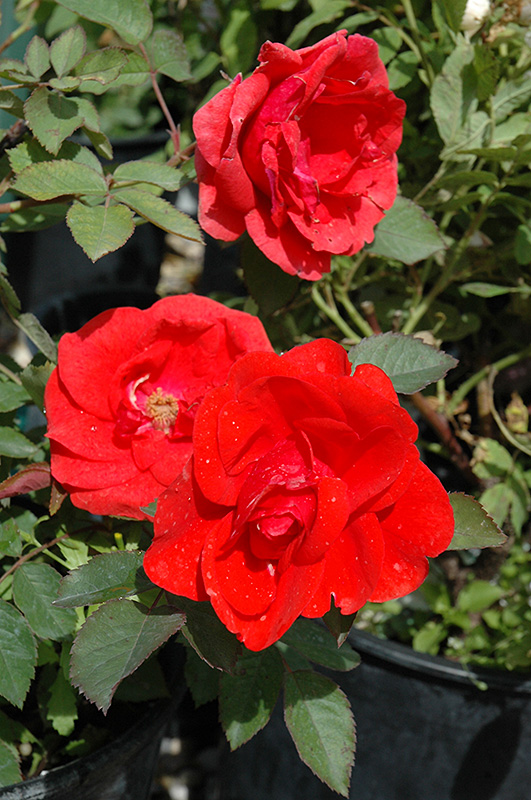 Morden Fireglow Rose (Rosa 'Morden Fireglow') at Arrowhead Nurseries Ltd.