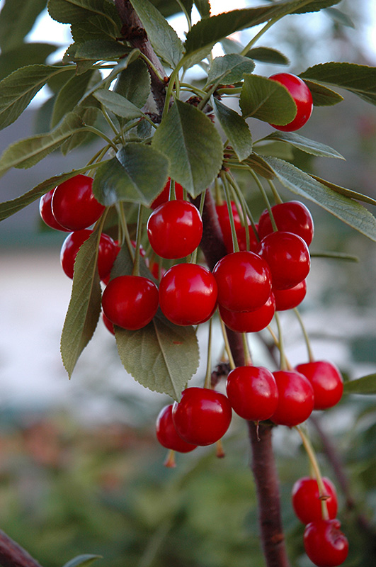 Evans Cherry (Prunus 'Evans') at Arrowhead Nurseries Ltd.