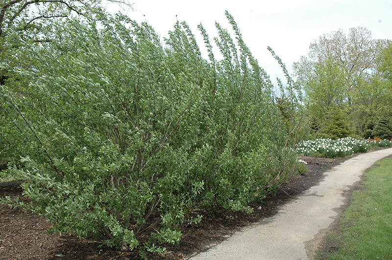 French Pussy Willow (Salix caprea) at Arrowhead Nurseries Ltd.