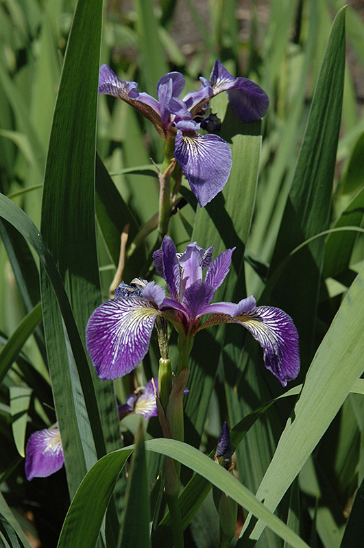 Siberian Iris (Iris sibirica) at Arrowhead Nurseries Ltd.