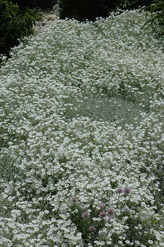 Snow-In-Summer (Cerastium tomentosum) at Arrowhead Nurseries Ltd.