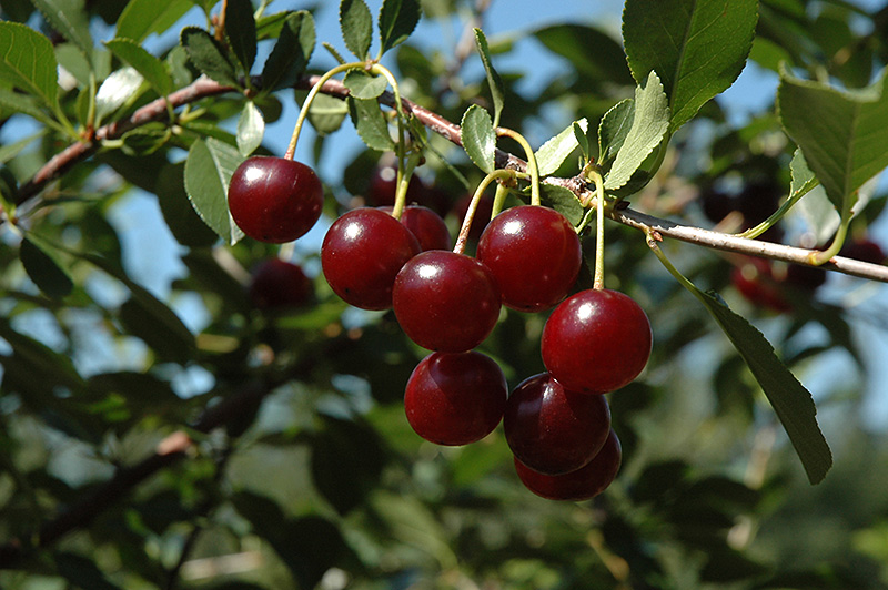 Carmine Jewel Cherry (Prunus 'Carmine Jewel') at Arrowhead Nurseries Ltd.
