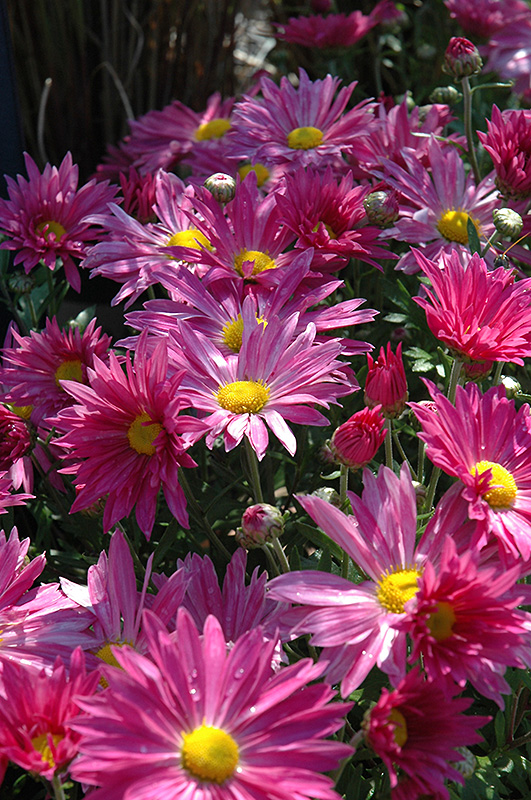 Dark Pink Daisy Chrysanthemum (Chrysanthemum 'Dark Pink Daisy') at Arrowhead Nurseries Ltd.