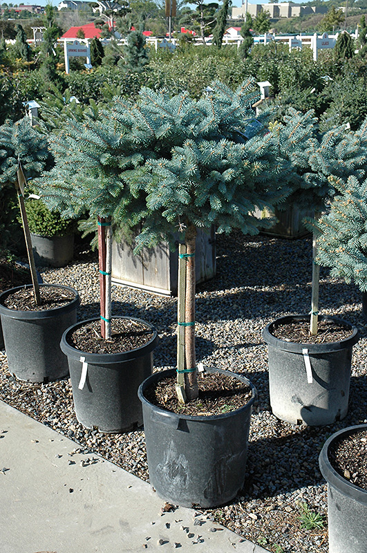 Globe Blue Spruce (tree form) (Picea pungens 'Globosa (tree form)') at Arrowhead Nurseries Ltd.