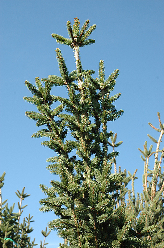 Columnar Norway Spruce (Picea abies 'Cupressina') at Arrowhead Nurseries Ltd.
