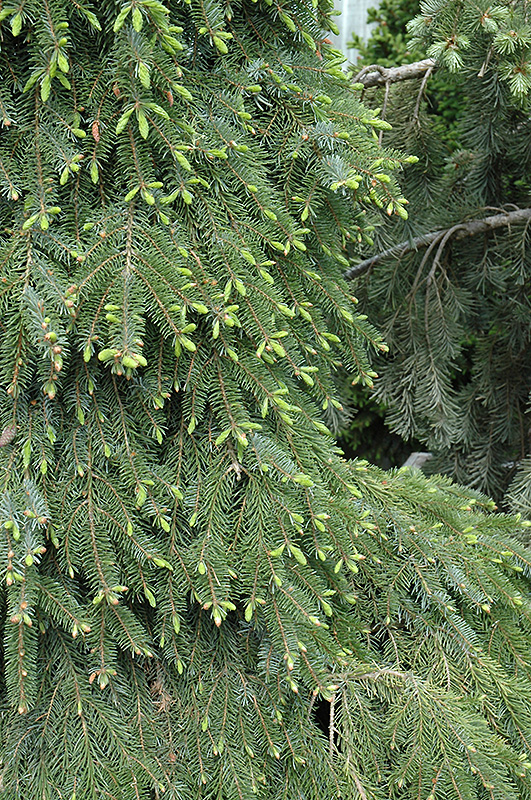 Bruns Weeping Spruce (Picea omorika 'Pendula Bruns') at Arrowhead Nurseries Ltd.