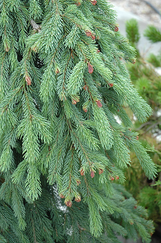 Weeping White Spruce (Picea glauca 'Pendula') at Arrowhead Nurseries Ltd.