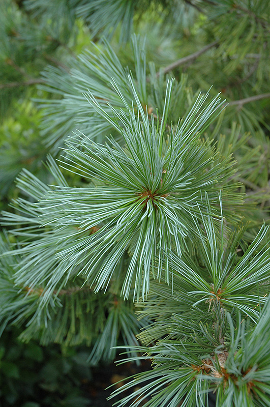 Vanderwolf's Pyramid Pine (Pinus flexilis 'Vanderwolf's Pyramid') at Arrowhead Nurseries Ltd.