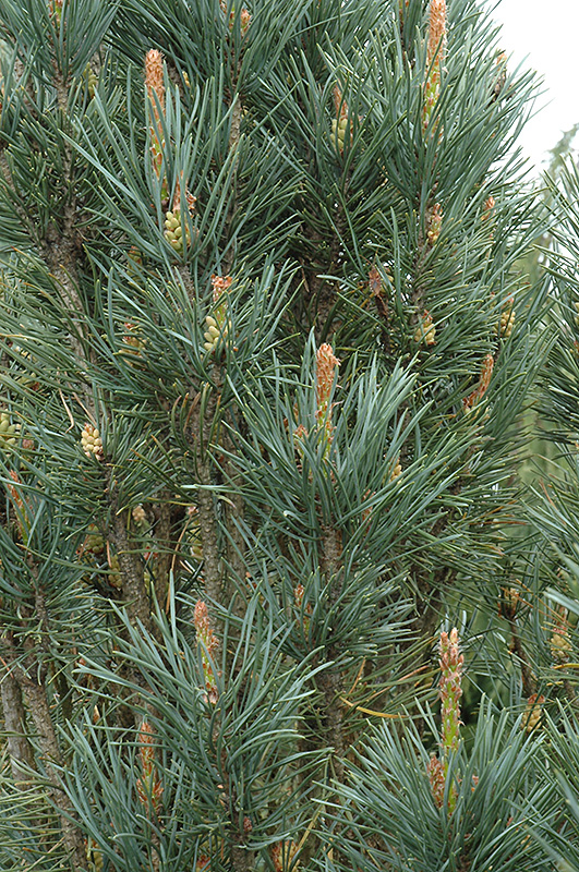 Scotch Sentinel Pine (Pinus sylvestris 'Fastigiata') at Arrowhead Nurseries Ltd.