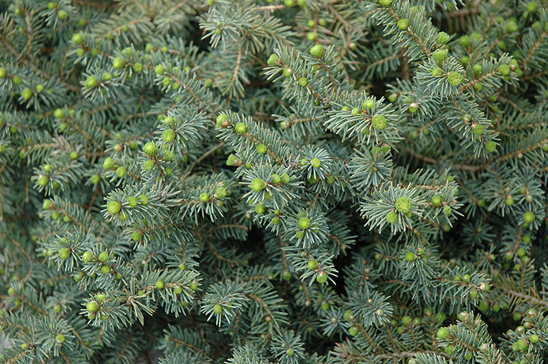 Dwarf Black Spruce (Picea mariana 'Nana') at Arrowhead Nurseries Ltd.