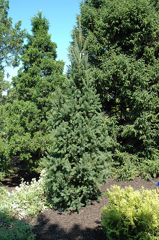 Columnar Norway Spruce (Picea abies 'Cupressina') at Arrowhead Nurseries Ltd.