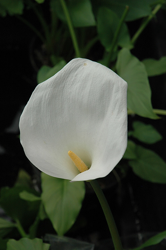 Calla Lily (Zantedeschia aethiopica) at Arrowhead Nurseries Ltd.