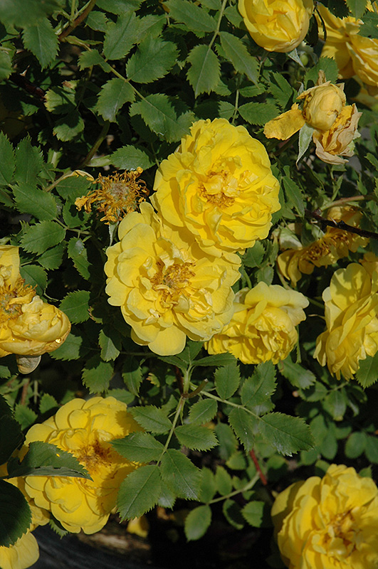 Persian Yellow Rose (Rosa 'Persian Yellow') at Arrowhead Nurseries Ltd.