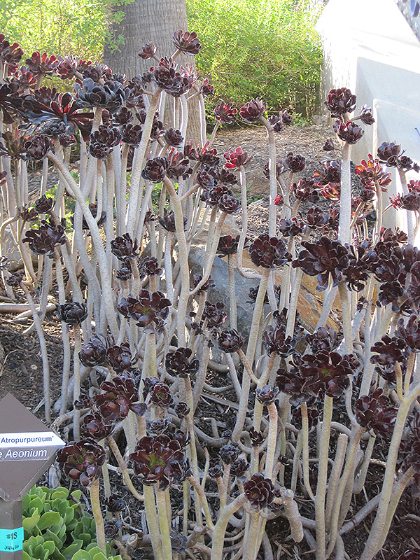 Purple Aeonium (Aeonium arboreum 'var. atropurpureum') at Arrowhead Nurseries Ltd.