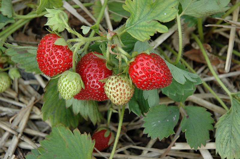June-Bearing Strawberry (Fragaria 'June-Bearing') at Arrowhead Nurseries Ltd.