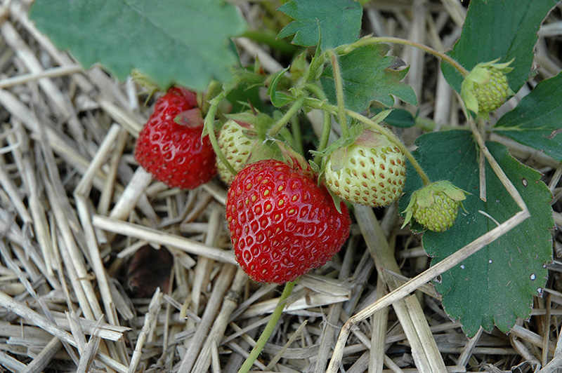 Everest Strawberry (Fragaria 'Everest') at Arrowhead Nurseries Ltd.