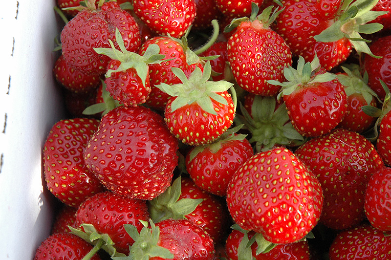 Seascape Strawberry (Fragaria 'Seascape') at Arrowhead Nurseries Ltd.