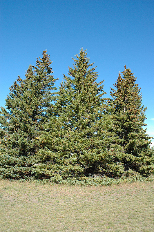 White Spruce (Picea glauca) at Arrowhead Nurseries Ltd.