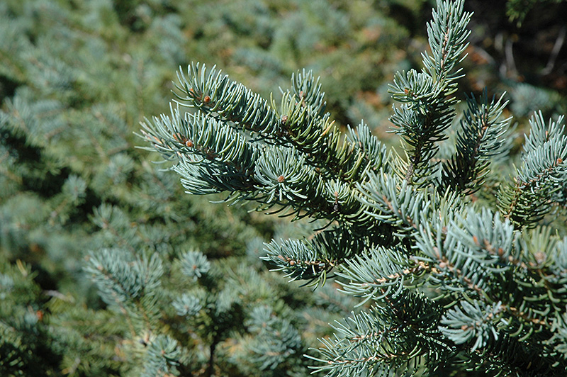 White Spruce (Picea glauca) at Arrowhead Nurseries Ltd.