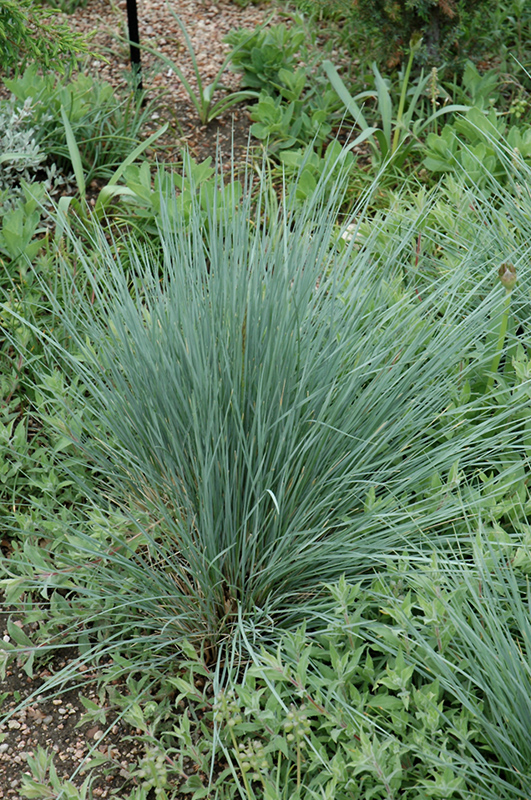 Saphirsprudel Blue Oat Grass (Helictotrichon sempervirens 'Saphirsprudel') at Arrowhead Nurseries Ltd.