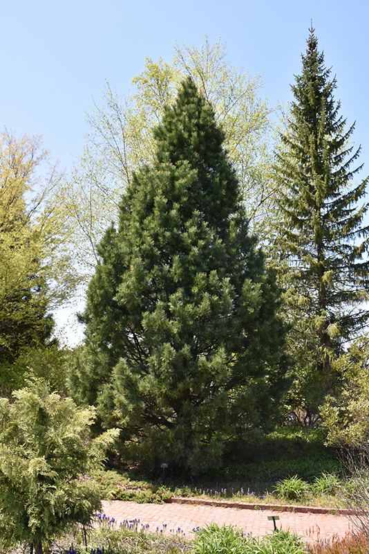 Swiss Stone Pine (Pinus cembra) at Arrowhead Nurseries Ltd.
