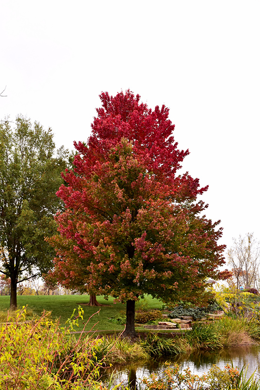 Acer rubrum - Red Canadian Maple