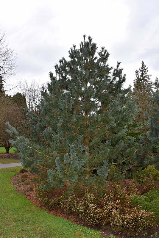 Limber Pine (Pinus flexilis) at Arrowhead Nurseries Ltd.