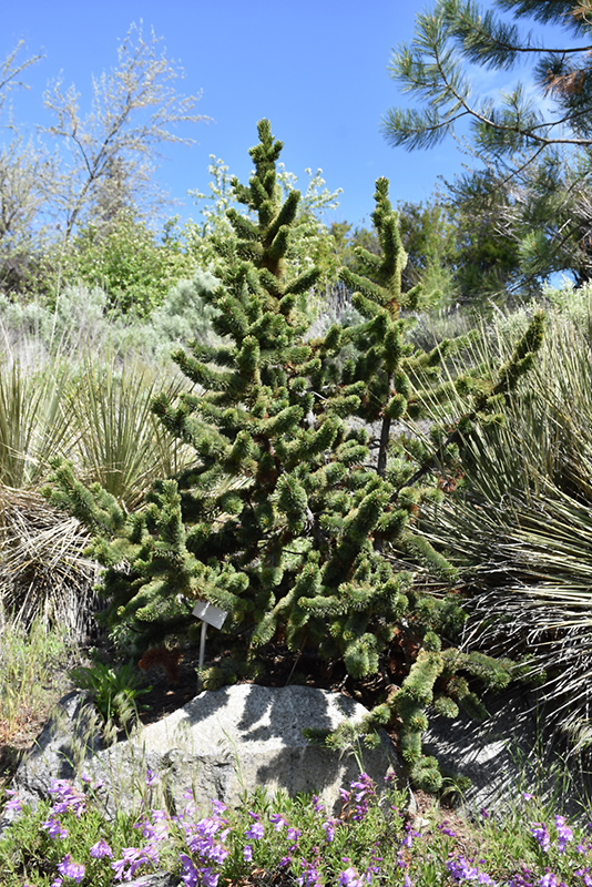 Bristlecone Pine (Pinus aristata) at Arrowhead Nurseries Ltd.