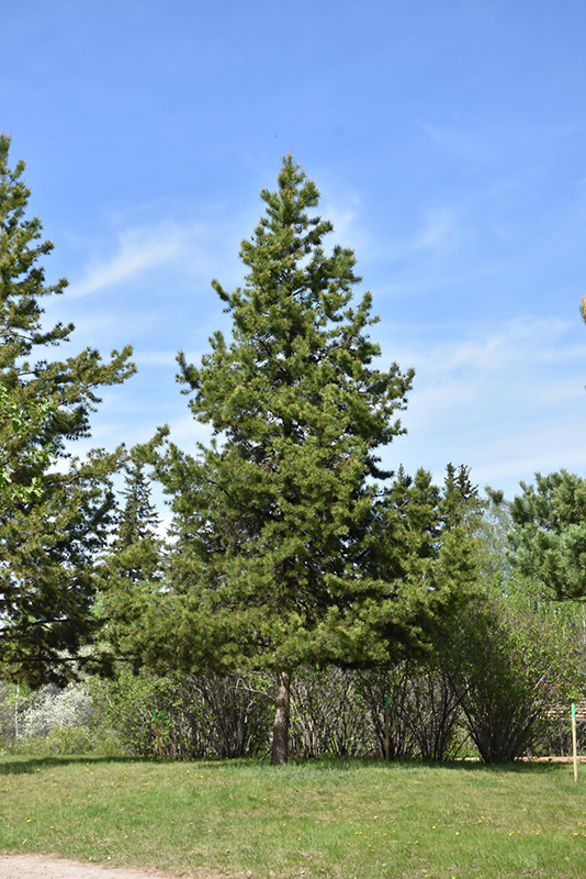 Lodgepole Pine (Pinus contorta 'var. latifolia') at Arrowhead Nurseries Ltd.