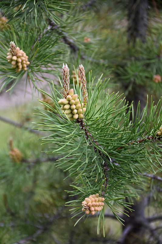 Lodgepole Pine (Pinus contorta 'var. latifolia') at Arrowhead Nurseries Ltd.
