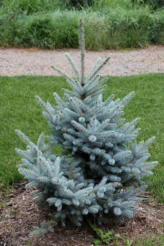 Bonny Blue Blue Spruce (Picea pungens 'Bonny Blue') at Arrowhead Nurseries Ltd.