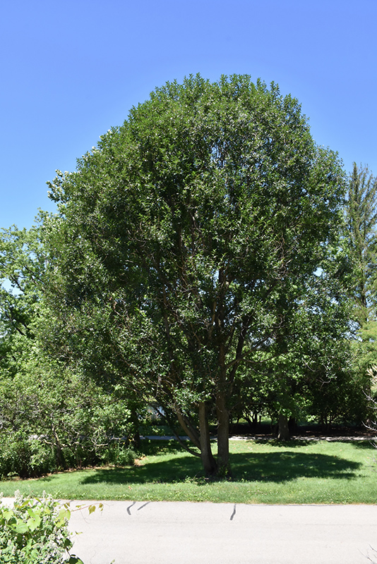 Laurel Leaf Willow (Salix pentandra) at Arrowhead Nurseries Ltd.