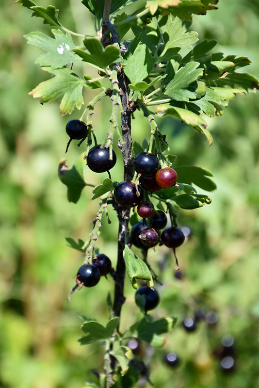 Black Currant (Ribes nigrum) at Arrowhead Nurseries Ltd.
