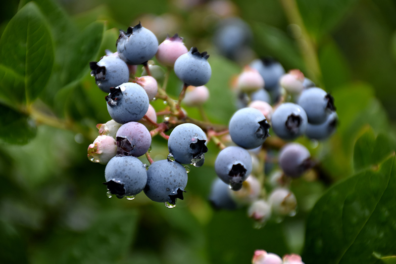 Bluecrop Blueberry (Vaccinium corymbosum 'Bluecrop') at Arrowhead Nurseries Ltd.