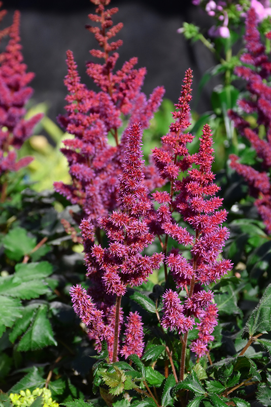 Visions in Red Chinese Astilbe (Astilbe chinensis 'Visions in Red') at Arrowhead Nurseries Ltd.